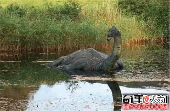 湖光岩水怪多年频繁出现 甚至有了龙鱼的传说