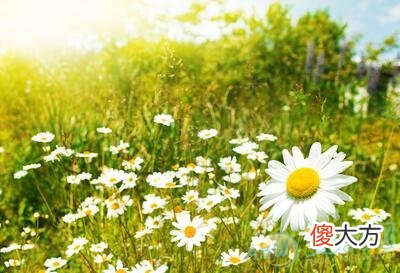 1月18日生日花语:雏菊(图文)