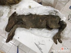 西伯利亚永久冻土中发现42000年前的小马驹 静脉中仍有液态血液