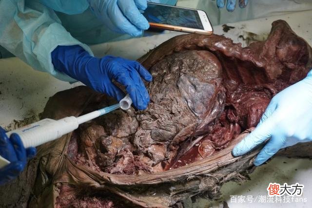 西伯利亚永久冻土中发现42000年前的小马驹 静脉中仍有液态血液