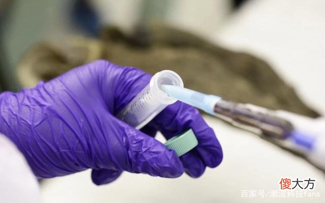 西伯利亚永久冻土中发现42000年前的小马驹 静脉中仍有液态血液