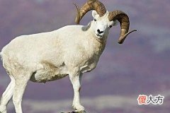 属羊人离不开的两个贵人是谁呢