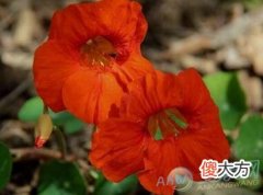 1月16日生日花语:红色野荨麻花(图文)