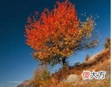 八字木多的人命运如何？了解性格很重要(图文)