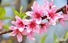 你对桃花有多少了解？(图文)