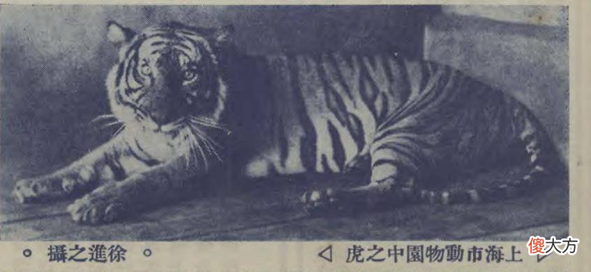 【历史故事】黄泥墙桃园，上海文庙那些曾经的“初代网红”