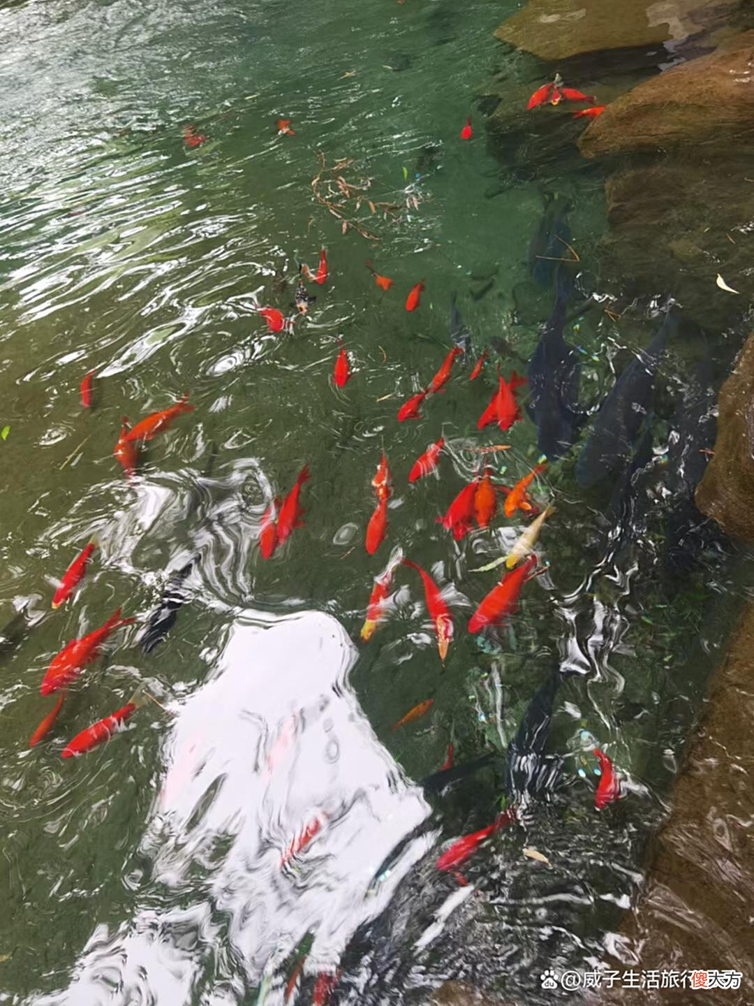 【爱历史】济南趵突泉是谁起的名字，又是谁封天下第一泉，又离不开这位皇帝