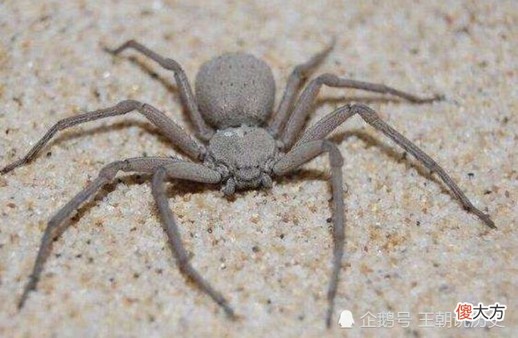 【历史故事】表妹探亲，兄弟俩一夜暴毙！县令让她跳水里，冷笑：好狠毒的女子