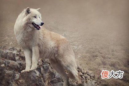 哪只是狼 测你的智商离白痴还有多远(图文)