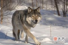 哪只是狼 测你的智商离白痴还有多远(图文)