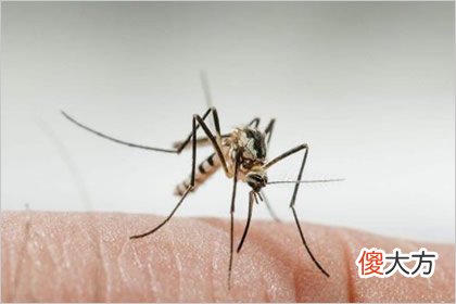 哪只蚊子刚吸完血 测你的智商能超越多少人(图文)
