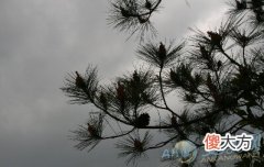 庚寅辛卯松柏木(图文)