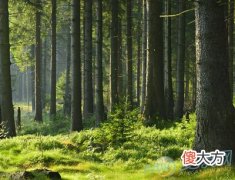 戊辰己巳大林木(图文)