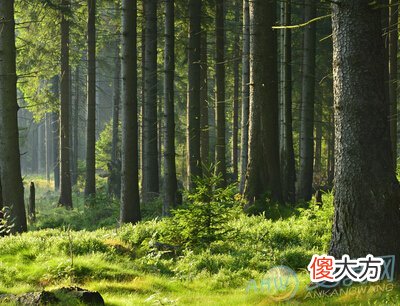 戊辰己巳大林木(图文)