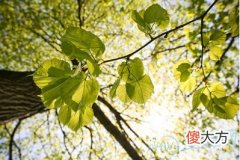壬子癸丑桑柘木(图文)