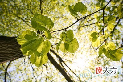 壬子癸丑桑柘木(图文)