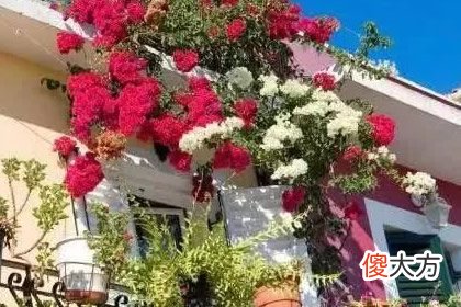 想拥有哪个花阳台 测你会被闺蜜坑惨吗(图文)