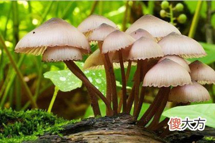 哪个蘑菇有毒 测你不适合和哪种人交朋友(图文)