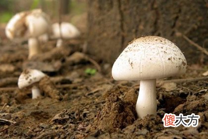 哪个蘑菇有毒 测你不适合和哪种人交朋友(图文)