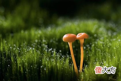 哪个蘑菇有毒 测你不适合和哪种人交朋友(图文)