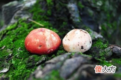 哪个蘑菇有毒 测你不适合和哪种人交朋友(图文)