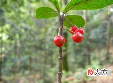 戊戌己亥平地木(图文)