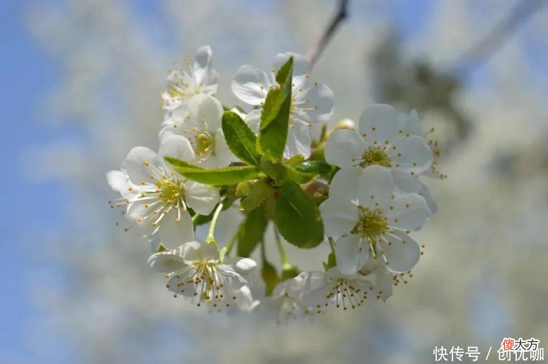 【十二星座】让人爱而不得的3个生肖，8月，摆正心态，奋发图强，事业无忧无虑