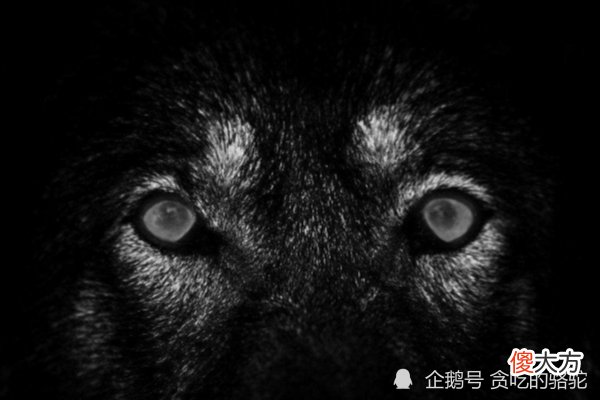 【历史故事】三国中最魔幻的一战,《三国演义》没写,主角不是人而是动物