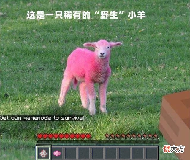 【游戏迷】我的世界：玩家在现实生活中遇见了粉红羊，没见过如此凡尔赛