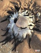 澳洲海滩出现外星生物？一碰它的触须就会痛苦好几个月