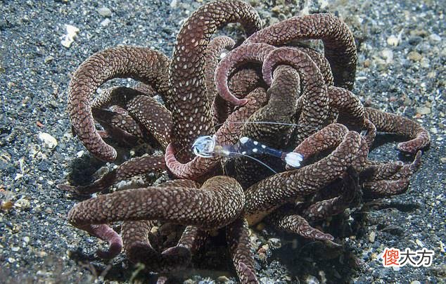 澳洲海滩出现外星生物？一碰它的触须就会痛苦好几个月