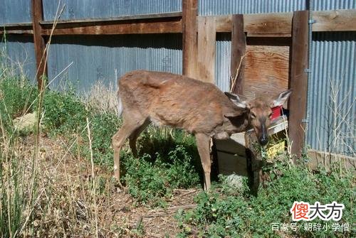 网上热传的北美“丧尸鹿”真的存在吗?确实存在但没那么可怕