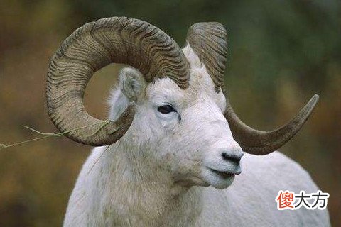 属羊最忌讳的属相是谁