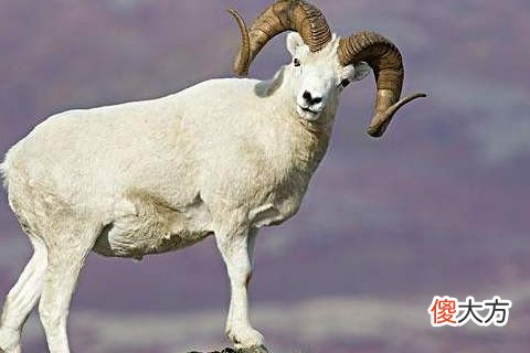属羊和什么属相合拍