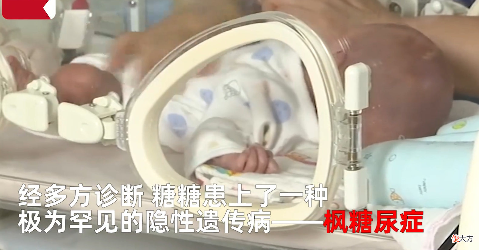 现实版的“香妃”出现，不能招蜂引蝶，却可以致命