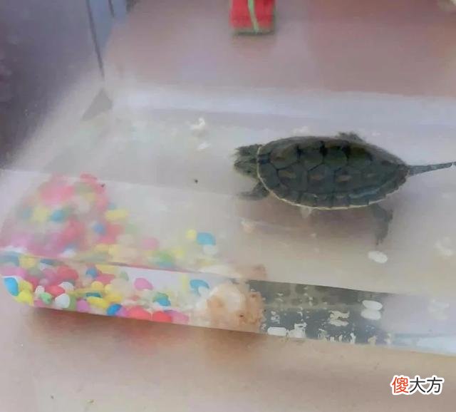掌握这个秘诀，培养不乱买玩具的孩子