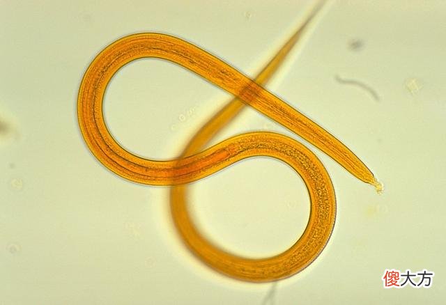 西伯利亚冻土层中，发现4.2万年前生物，专家：已成功“复活”