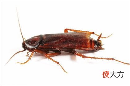 最害怕哪一种动物 测人生缺什么令你最扎心(图文)