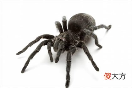 最害怕哪一种动物 测人生缺什么令你最扎心(图文)