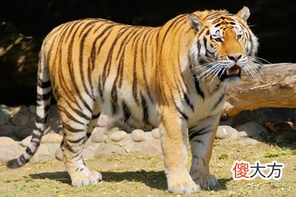 最害怕哪一种动物 测人生缺什么令你最扎心(图文)
