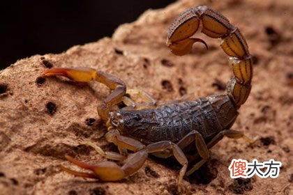 最害怕哪一种动物 测人生缺什么令你最扎心(图文)