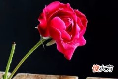 哪朵花最先枯萎 测你哪方面最有福气(图文)