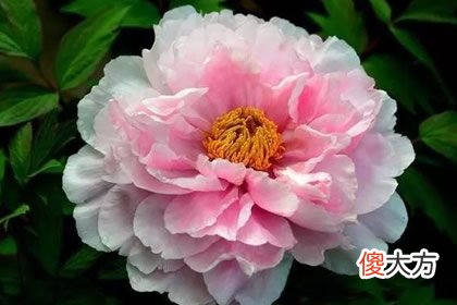 哪朵花最先枯萎 测你哪方面最有福气(图文)