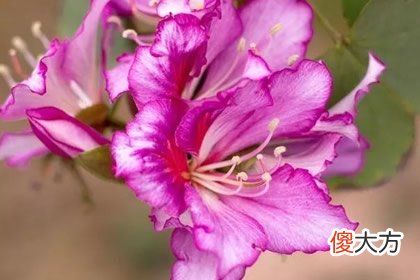 哪朵花最先枯萎 测你哪方面最有福气(图文)