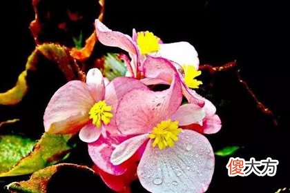 哪朵花最先枯萎 测你哪方面最有福气(图文)