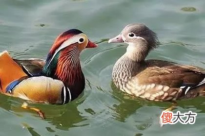 哪对鸳鸯最恩爱 测你老年生活过得如何(图文)