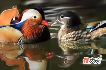 哪对鸳鸯最恩爱 测你老年生活过得如何(图文)