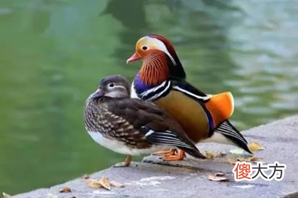 哪对鸳鸯最恩爱 测你老年生活过得如何(图文)