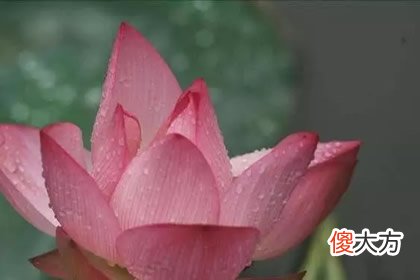 喜欢哪朵莲花 测你未来发展前景好不好(图文)