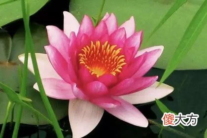喜欢哪朵莲花 测你未来发展前景好不好(图文)